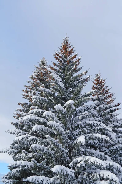 Abeto Azul Con Conos Las Ramas Superiores Cubiertas Nieve Contra —  Fotos de Stock