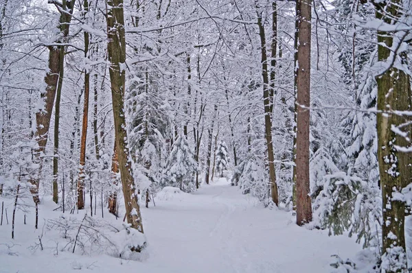 Зимний Лес Пушистым Снегом Лежащим Ветвях Деревьев Морозный Солнечный День — стоковое фото