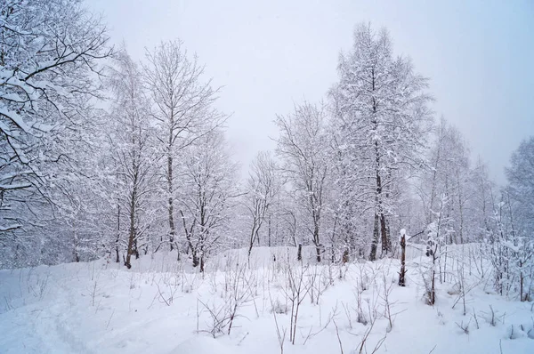 Soğuk güneşli bir günde köknar ve ağaç dalları üzerinde yatan kabarık kar ile Kış ormanı