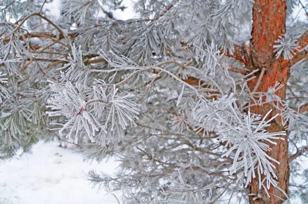 Gałąź Sosny Długimi Igłami Pokryte Białym Świeżym Śniegu Mroźnej Zimy — Zdjęcie stockowe