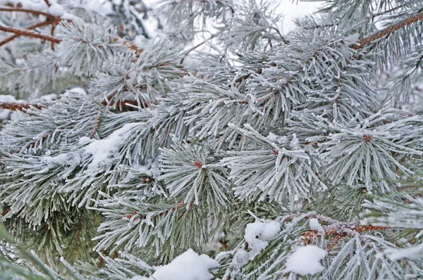 Una Rama Pino Con Agujas Largas Cubiertas Nieve Fresca Blanca —  Fotos de Stock