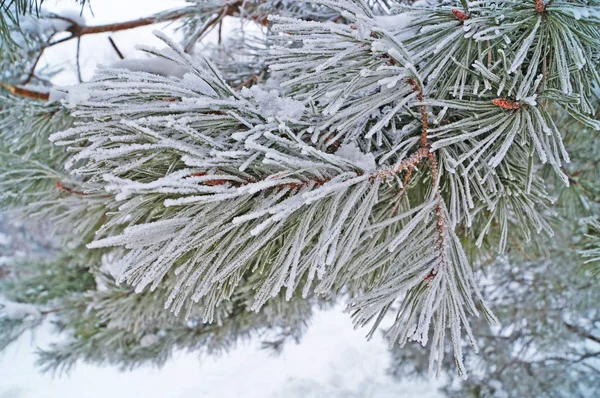 Una Rama Pino Con Agujas Largas Cubiertas Nieve Fresca Blanca —  Fotos de Stock