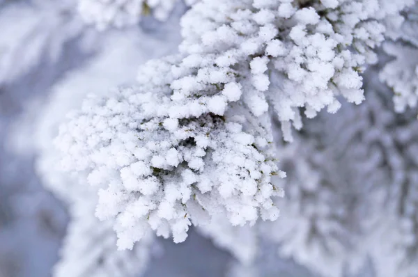 Una Rama Abeto Azul Cubierta Nieve Blanca Esponjosa Día Soleado —  Fotos de Stock