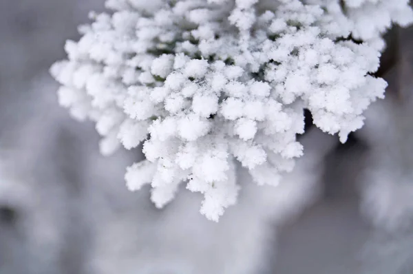 Una Rama Abeto Azul Cubierta Nieve Blanca Esponjosa Día Soleado —  Fotos de Stock