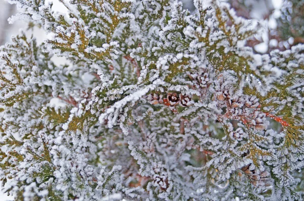 Gałąź Thuja Pokryta Białym Świeżym Śniegiem Zimowy Mroźny Słoneczny Dzień — Zdjęcie stockowe