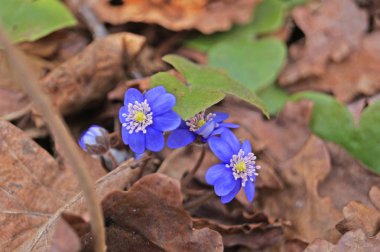 Güneşli bir günde bir açıklıkta güzel mor yaprakları ile Bahar coppice çiçek