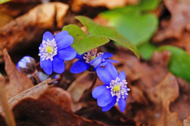 Güneşli bir günde bir açıklıkta güzel mor yaprakları ile Bahar coppice çiçek