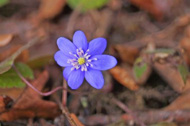 Güneşli bir günde bir açıklıkta güzel mor yaprakları ile Bahar coppice çiçek