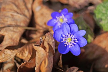 Güneşli bir günde bir açıklıkta güzel mor yaprakları ile Bahar coppice çiçek