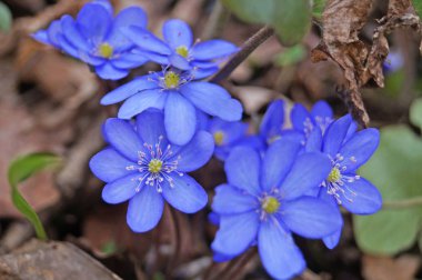 Güneşli bir günde bir açıklıkta güzel mor yaprakları ile Bahar coppice çiçek