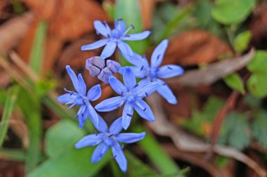 Bir bahar güneşli bir günde hassas mavi yaprakları ve yeşil yaprakları ile bir açıklıkbahar tarak çiçek.