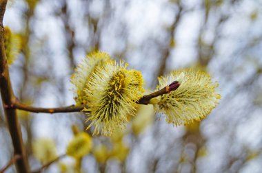 Bir bahar gününde kabarık beyaz çiçekler ve sarı polen ile çiçek açan bir söğüt bir dalı