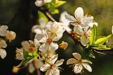Beyaz narin çiçekler ve mavi gökyüzüne karşı yeşil yaprakları ile sarı bir merkezi ile Kiraz dalı
