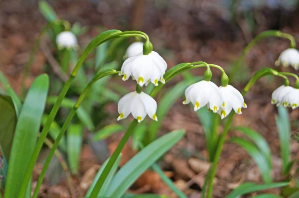 Çiçekler ve beyaz yaprakları ve yeşil yaprakları ile kardelen tomurcukları bir bahar güneşli bir günde ormanda