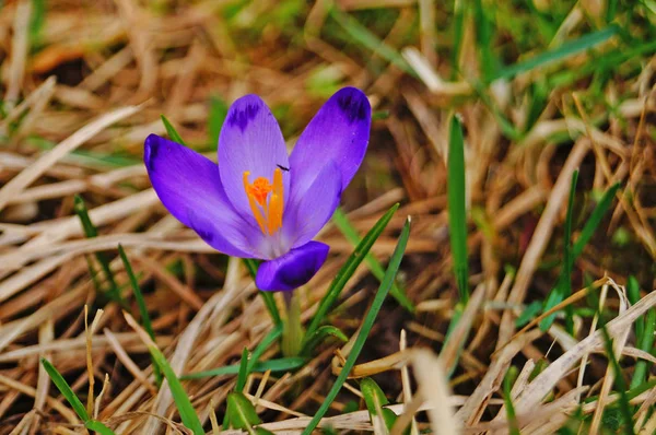 春の晴れた日に繊細な紫色の花びらと緑の葉でクリアリングで春のクロッカスの花 — ストック写真