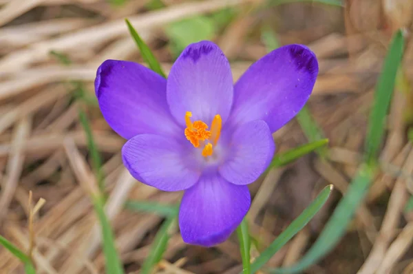 春の晴れた日に繊細な紫色の花びらと緑の葉でクリアリングで春のクロッカスの花 — ストック写真