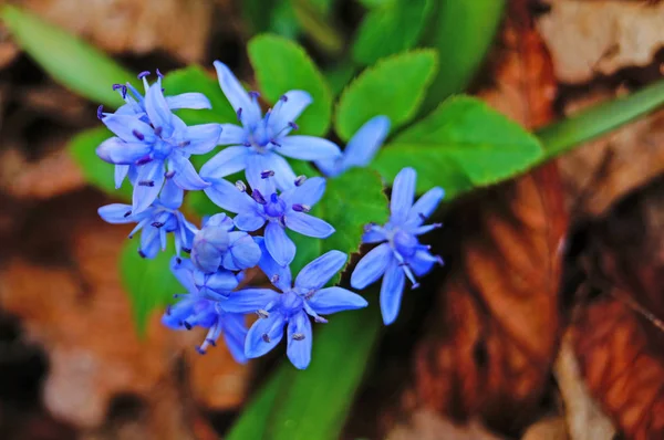 Fleur Pétoncle Printemps Dans Une Clairière Avec Délicats Pétales Bleus — Photo