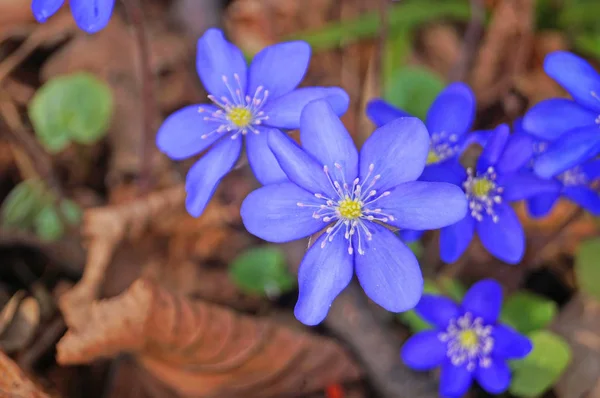 晴れた日の晴れで美しい紫色の花びらを持つ春のコピスの花 — ストック写真