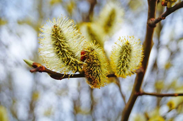 一枝盛开的柳树 有蓬松的白色花朵和黄色的花粉 — 图库照片