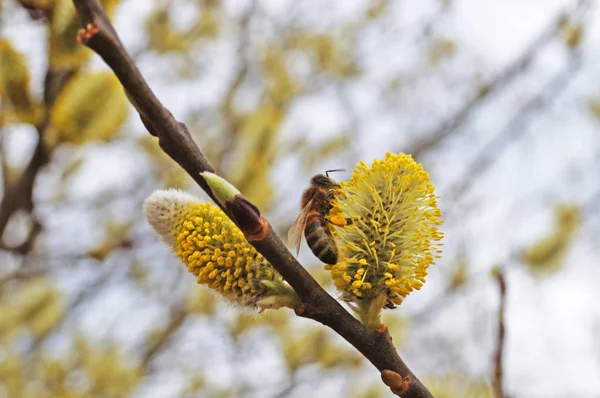 Una Abeja Sienta Una Rama Sauce Con Flores Blancas Esponjosas — Foto de Stock