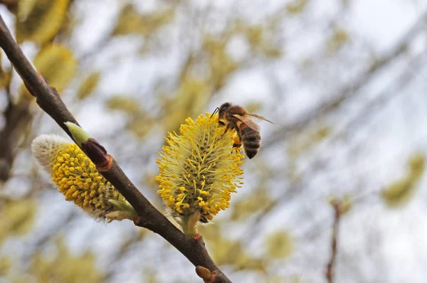 Бджола Сидить Квітковій Гілці Верби Білими Пухнастими Квітами Жовтим Пилком — стокове фото