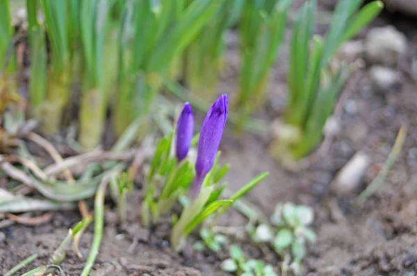 Frühlingskrokusknospe Auf Einer Lichtung Mit Zarten Lila Blütenblättern Und Grünen — Stockfoto