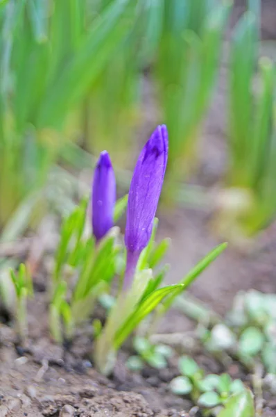 春の晴れた日に繊細な紫色の花びらと緑の葉でクリアで春のクロッカス芽 — ストック写真