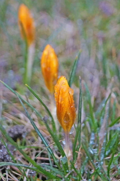 Çiğdem çiçekleri ve sarı yaprakları ve yeşil yaprakları ile tomurcukları bir bahar güneşli bir günde bir açıklıkta