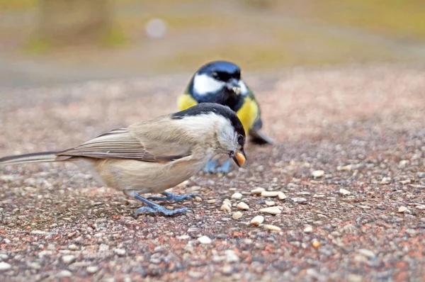 İlkbaharda bir taşın üzerinde tohum yiyen sarı, siyah, turuncu ve beyaz tüyleri olan titmouse ve sıvacı kuşu