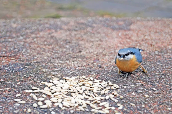 Titmouse Nuthatch Con Plumas Amarillas Negras Anaranjadas Blancas Comiendo Semillas —  Fotos de Stock