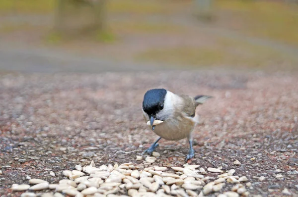 İlkbaharda bir taşın üzerinde tohum yiyen sarı, siyah, turuncu ve beyaz tüyleri olan titmouse ve sıvacı kuşu