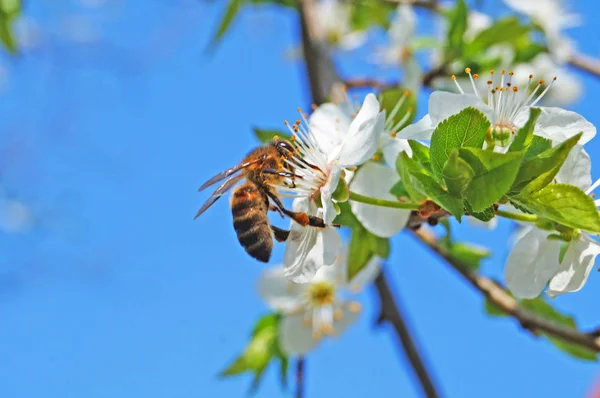 Bee Sits Branch Flowering Sweet Cherry White Delicate Petals Green — Stock Photo, Image