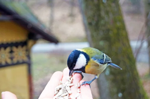 Sarı, siyah ve beyaz tüylü titmouse bir bahar gününde bir adamın avuç içinde ayçiçeği tohumu yiyor