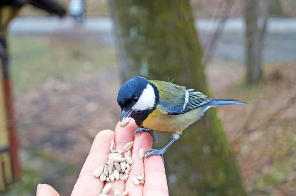 Sarı, siyah ve beyaz tüylü titmouse bir bahar gününde bir adamın avuç içinde ayçiçeği tohumu yiyor