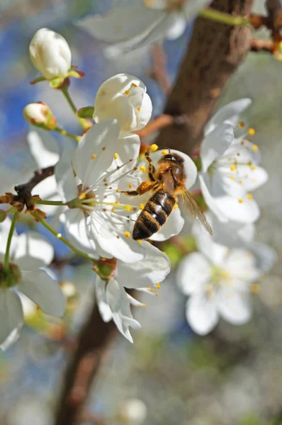 Bir arı mavi gökyüzüne karşı beyaz narin yaprakları ve yeşil yaprakları ile çiçekli tatlı kiraz bir dalı üzerinde oturur