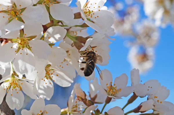 Bir arı mavi gökyüzüne karşı beyaz narin yaprakları ve yeşil yaprakları ile çiçekli tatlı kiraz bir dalı üzerinde oturur