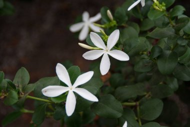 Carissa macrocarpa. Natal eriği Carisse. Güney Afrika.