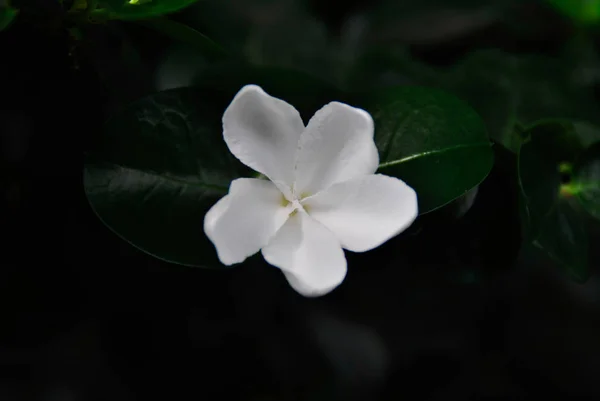 Карисса Грандифлора Семья Apocynaceae Natal Plum — стоковое фото