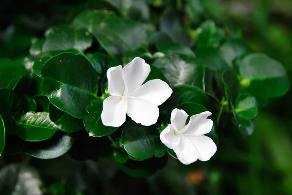 Carissa Grandiflora Famiglia Apocynaceae Prugna Natale — Foto Stock