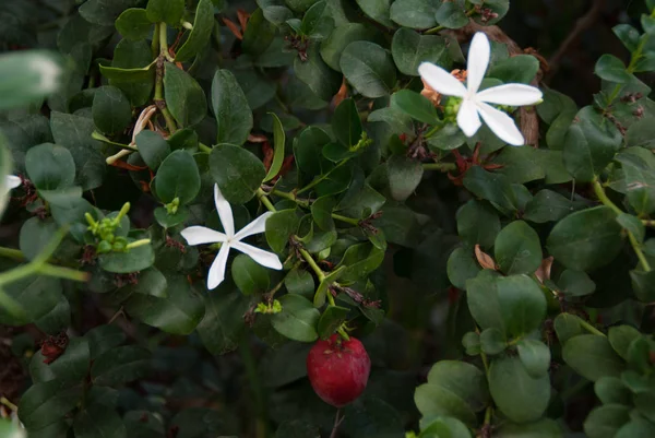 Carissa Macrocarpa Carisse Natal Plum Republika Południowej Afryki — Zdjęcie stockowe