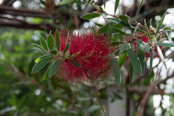 Kallistemon Citrinus Purpurfarbene Flaschenbürste Australien — Stockfoto