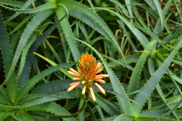 Aloes Kwitnienia Roślin Aloes Kwitnący Kwiat Aloesu — Zdjęcie stockowe