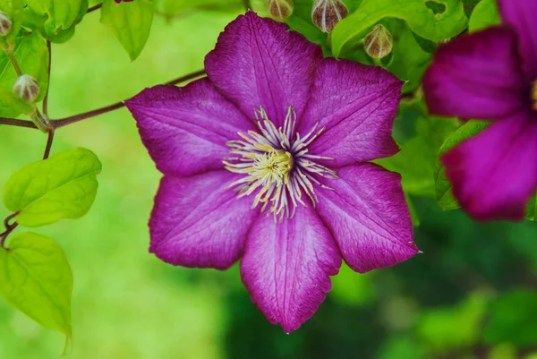 Hermosa Clematis Brillante Verde Fondo Luz Del Sol Inder — Foto de Stock