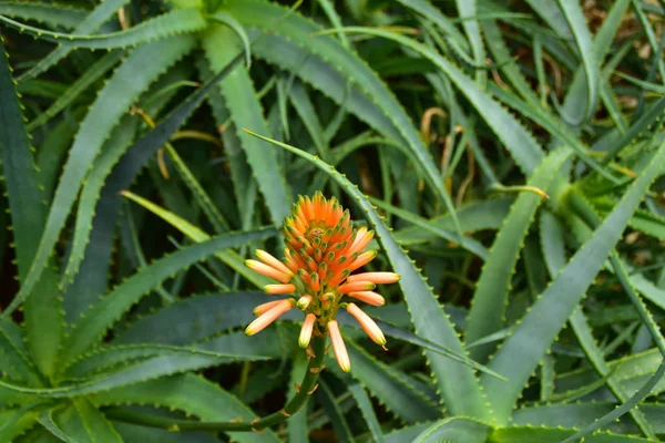 Aloe Sukulentních Rostlin Aloe Kvetoucí Aloe Květ — Stock fotografie