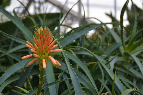 Aloe Sukulentních Rostlin Aloe Kvetoucí Aloe Květ — Stock fotografie