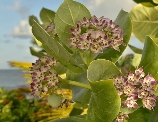 Феликс Milkweed является членом семьи milkweed (Asclepiad — стоковое фото