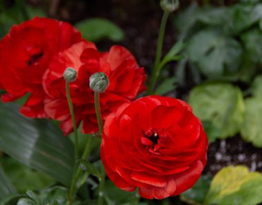 Ranunculus, ranunculaceae familyasında çiçekli bitkiler. 