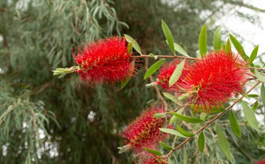 Callistemon aile Myrtaceae veya bott çalıların bir cinstir
