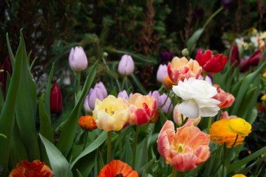 Bahar mevsiminde tam çiçek renkli çiçekler.