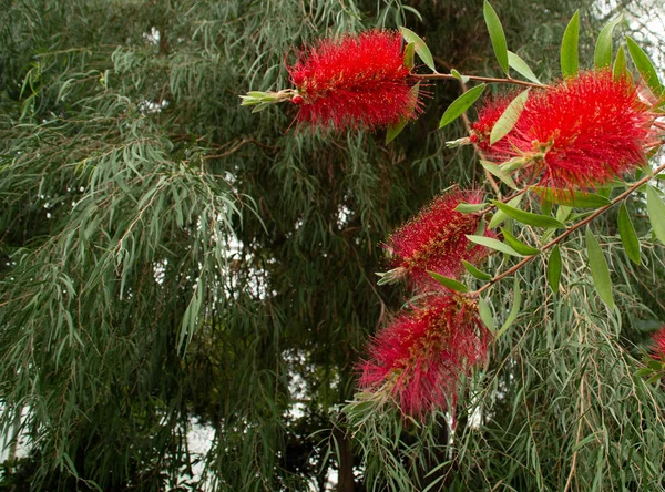 Callistemon je rod keřů v čeledi Myrtaceae nebo Bott — Stock fotografie